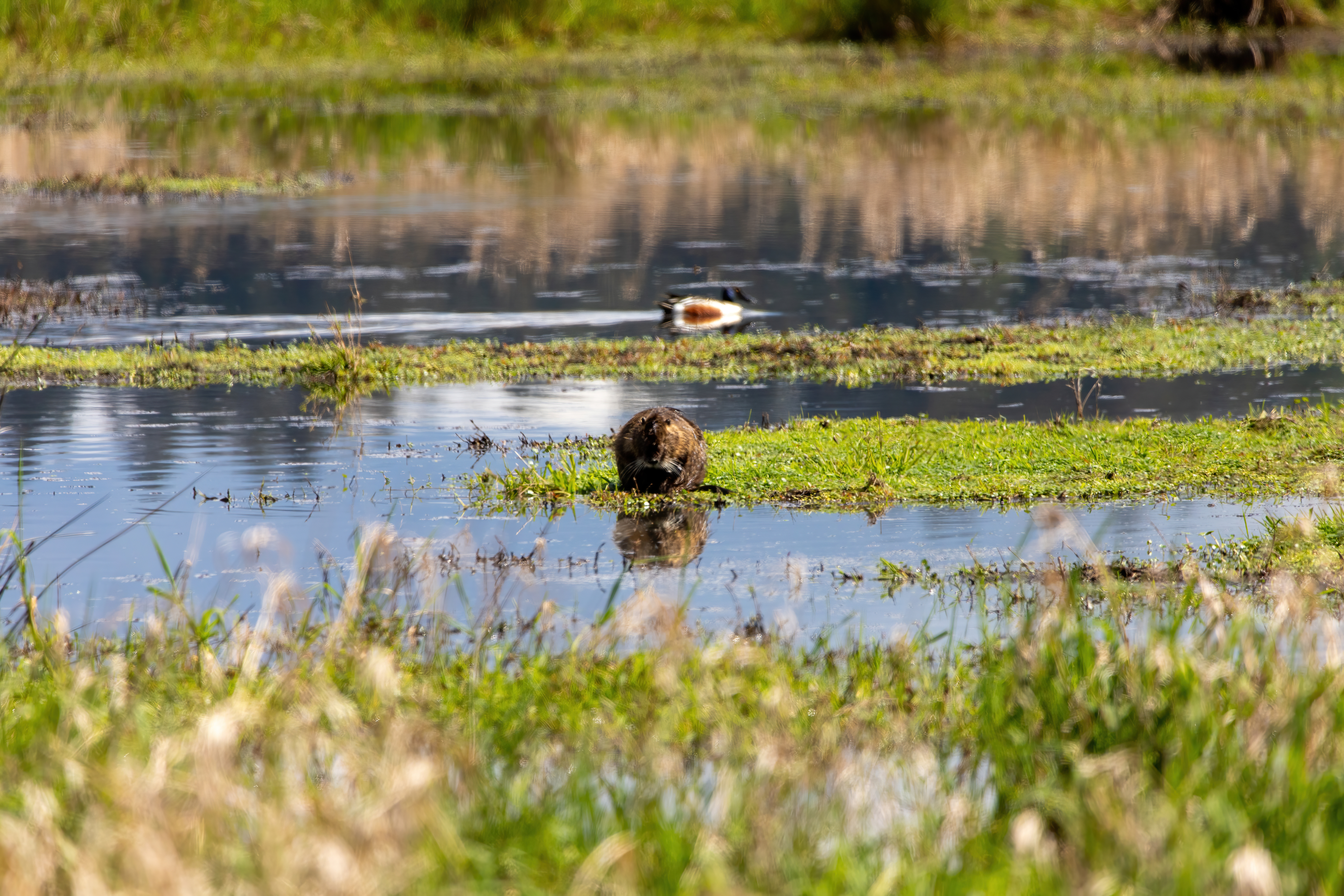 nutria (4)