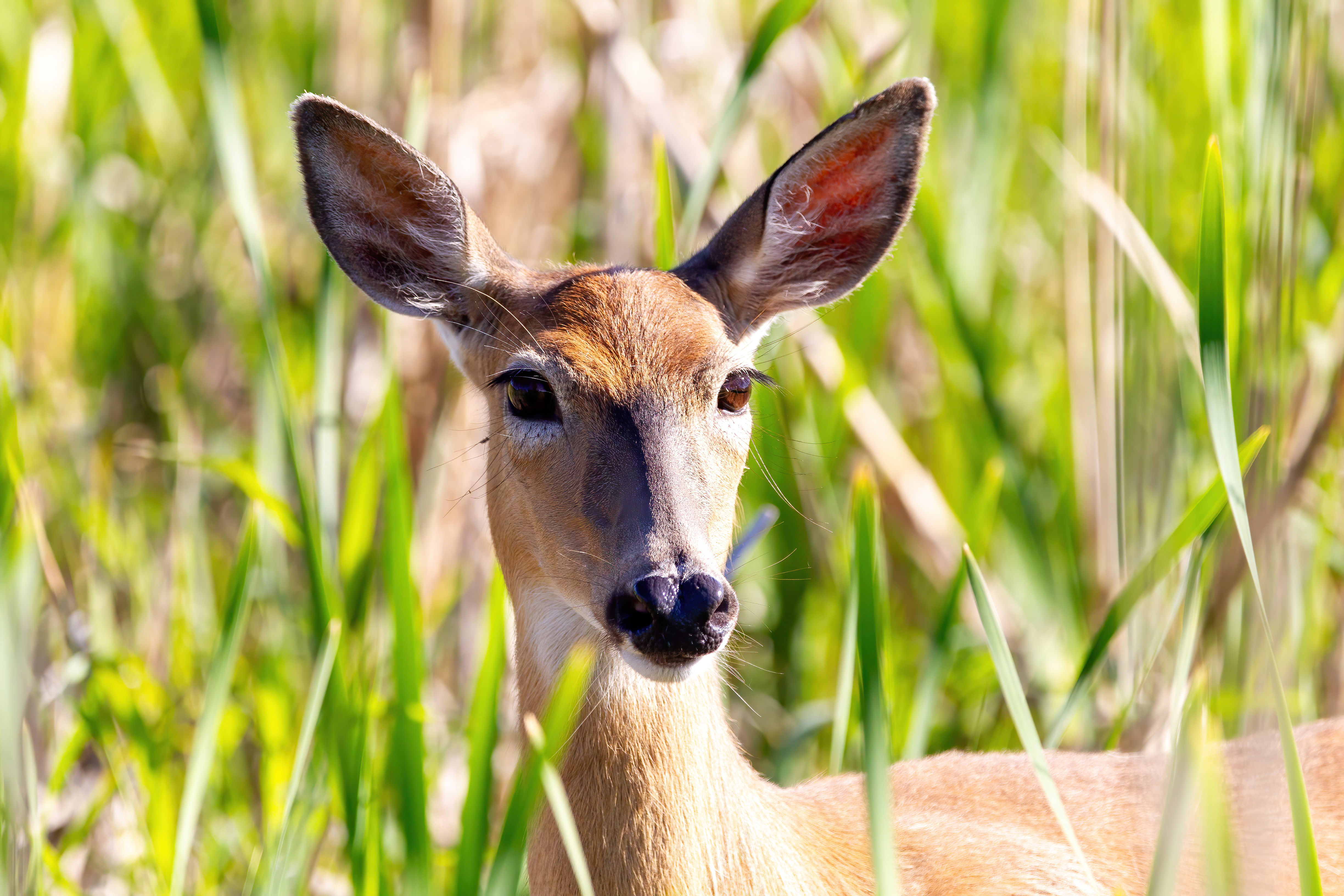 whitetail deer (1)