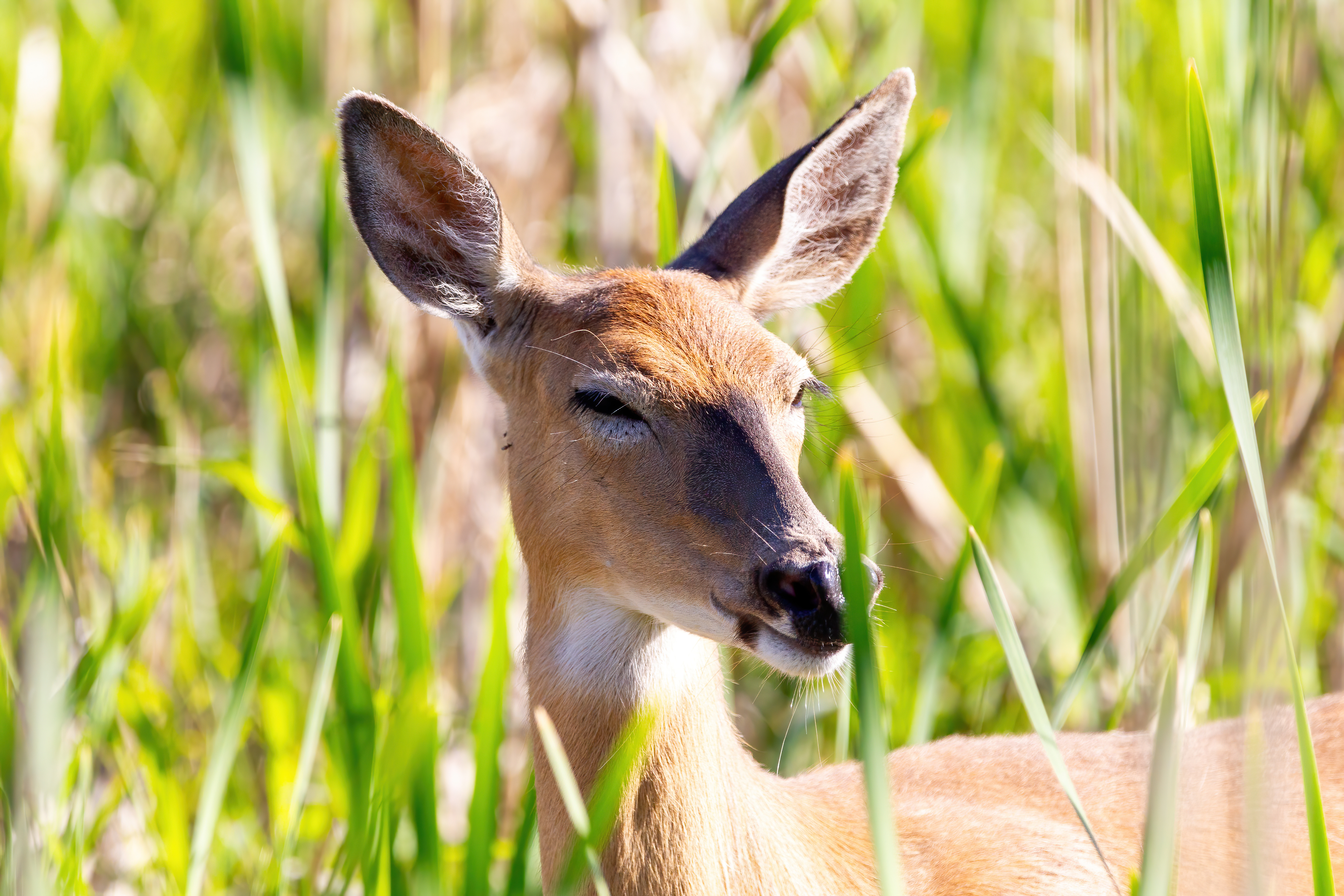 whitetail deer (2)