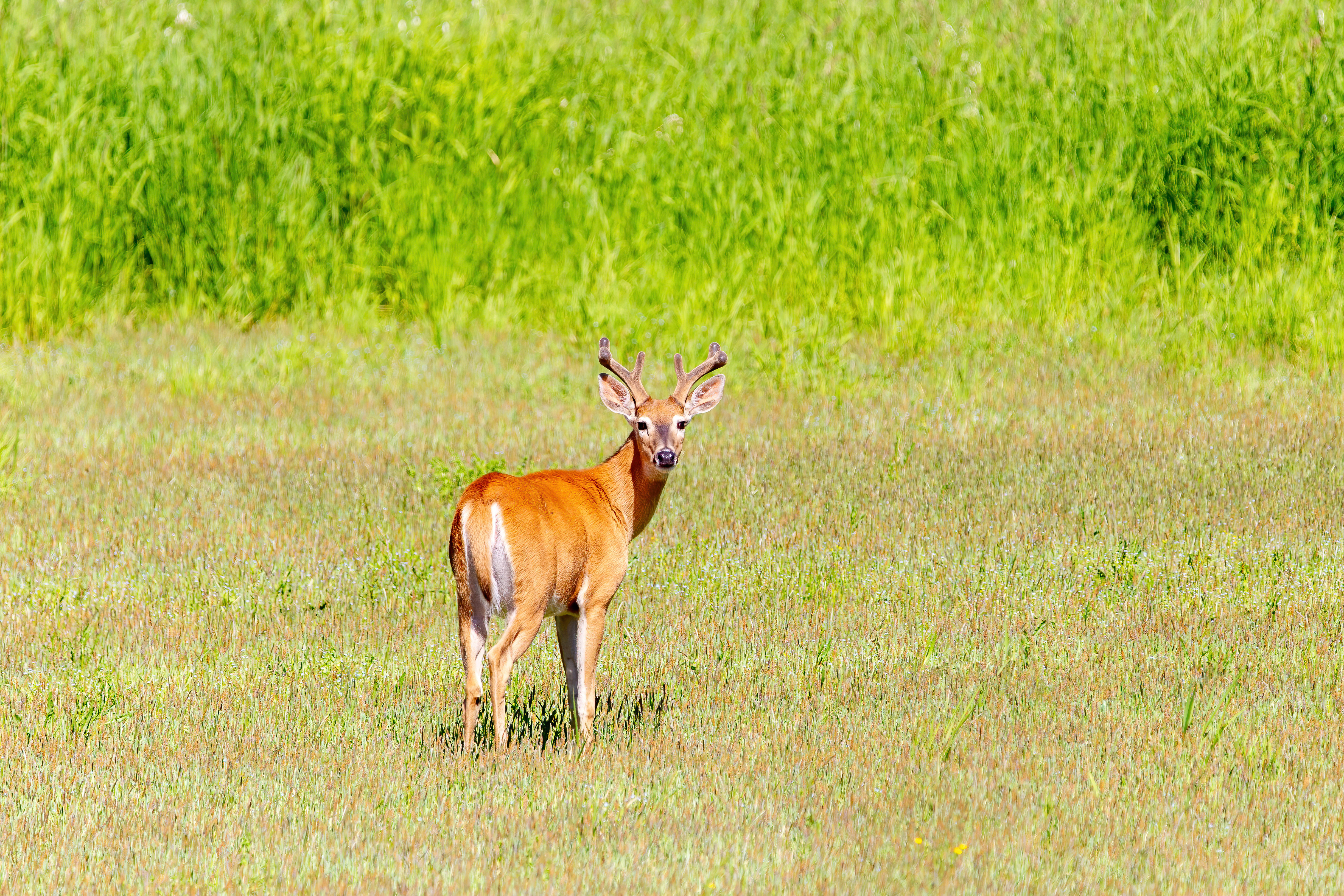 whitetail deer (4)