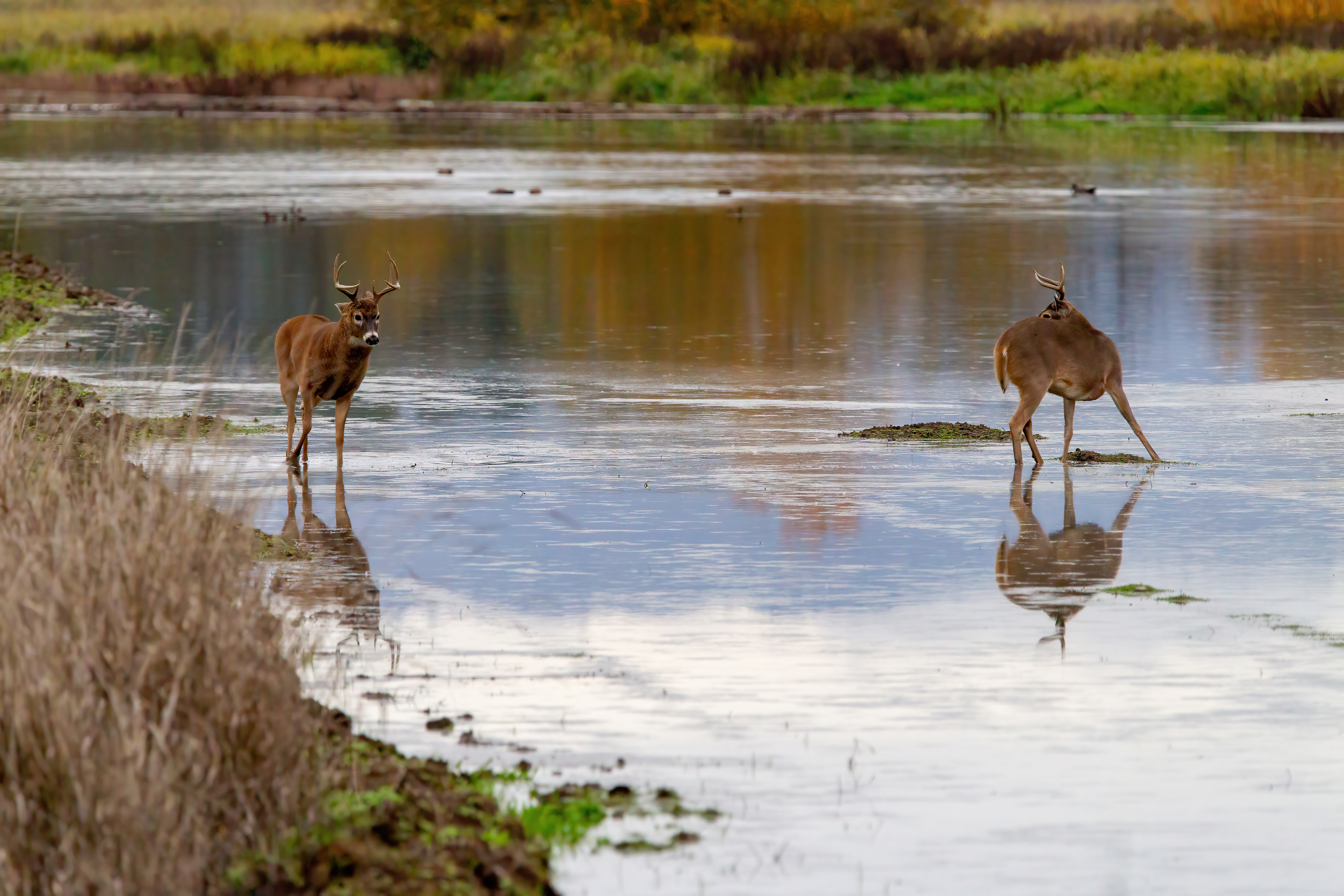 whitetail deer (12)