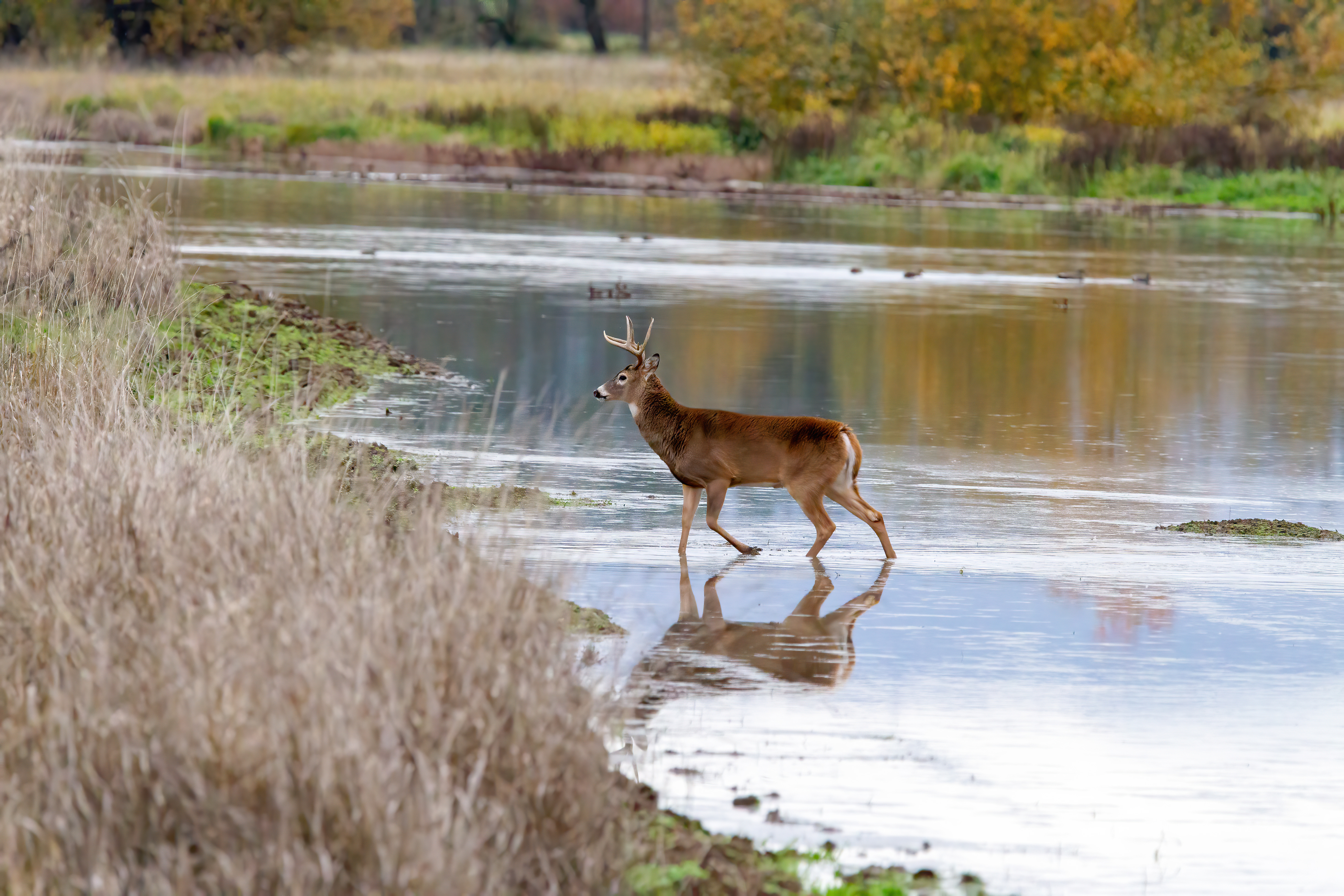 whitetail deer (18)
