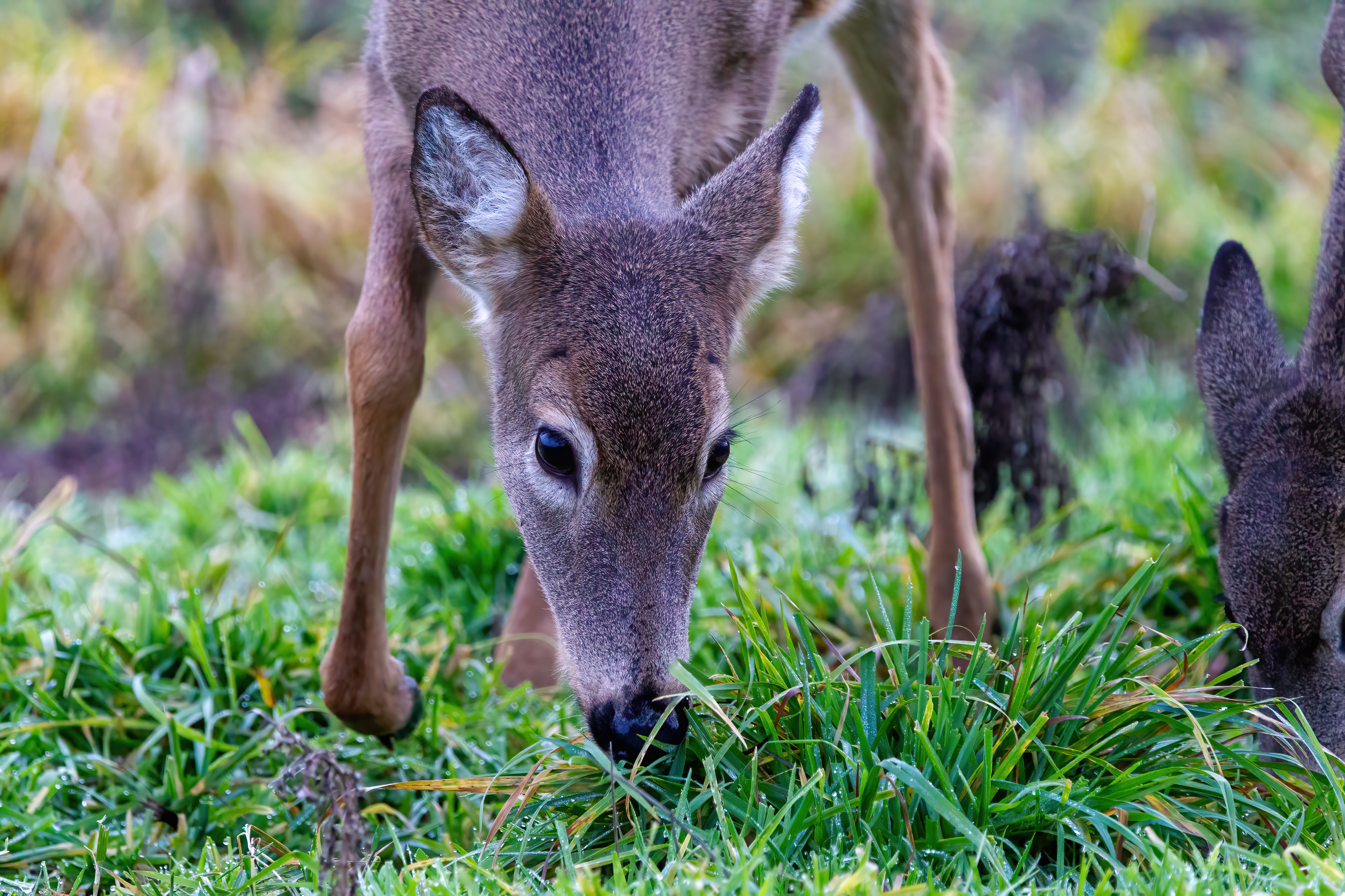 whitetail deer (19)