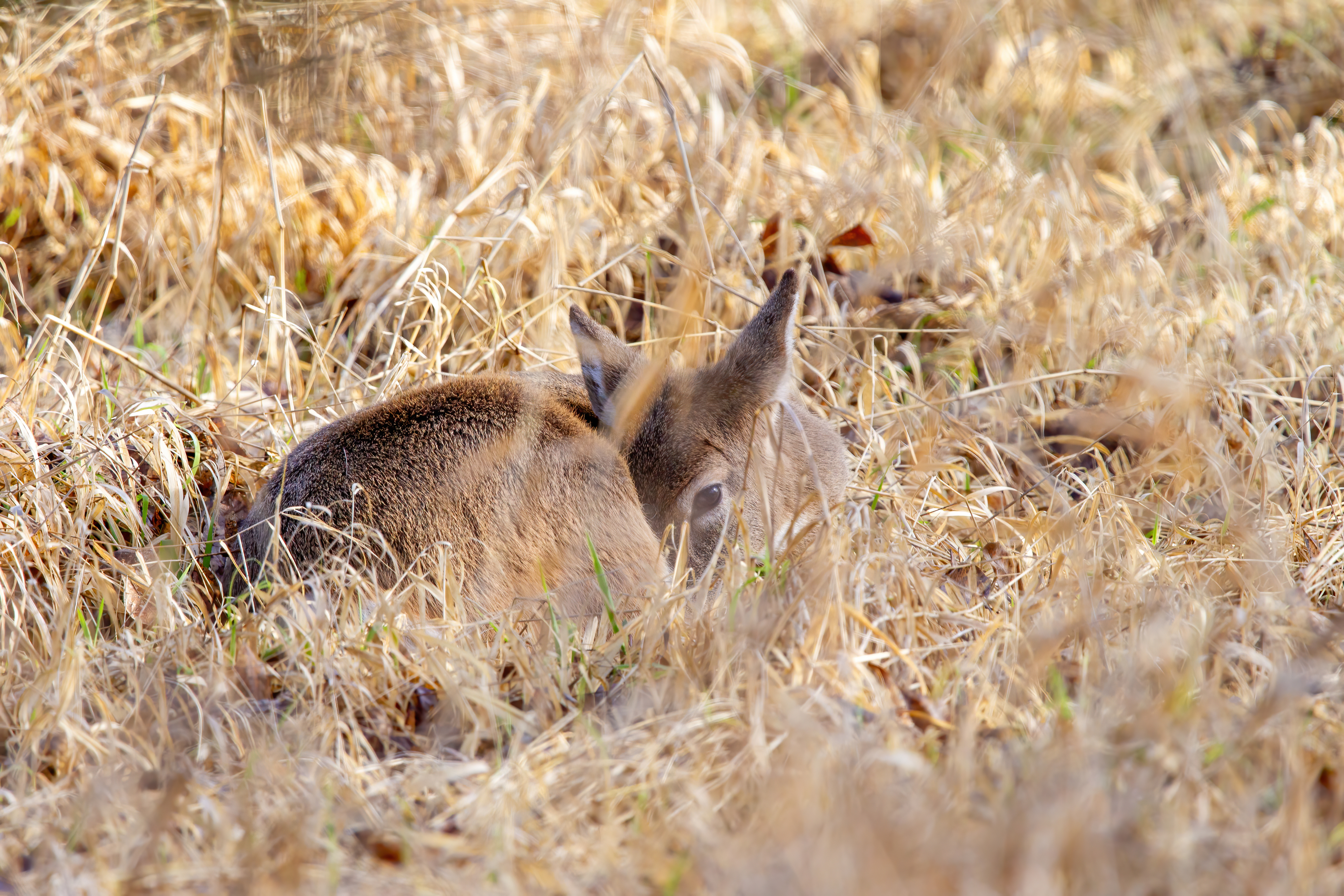 whitetail deer (21)