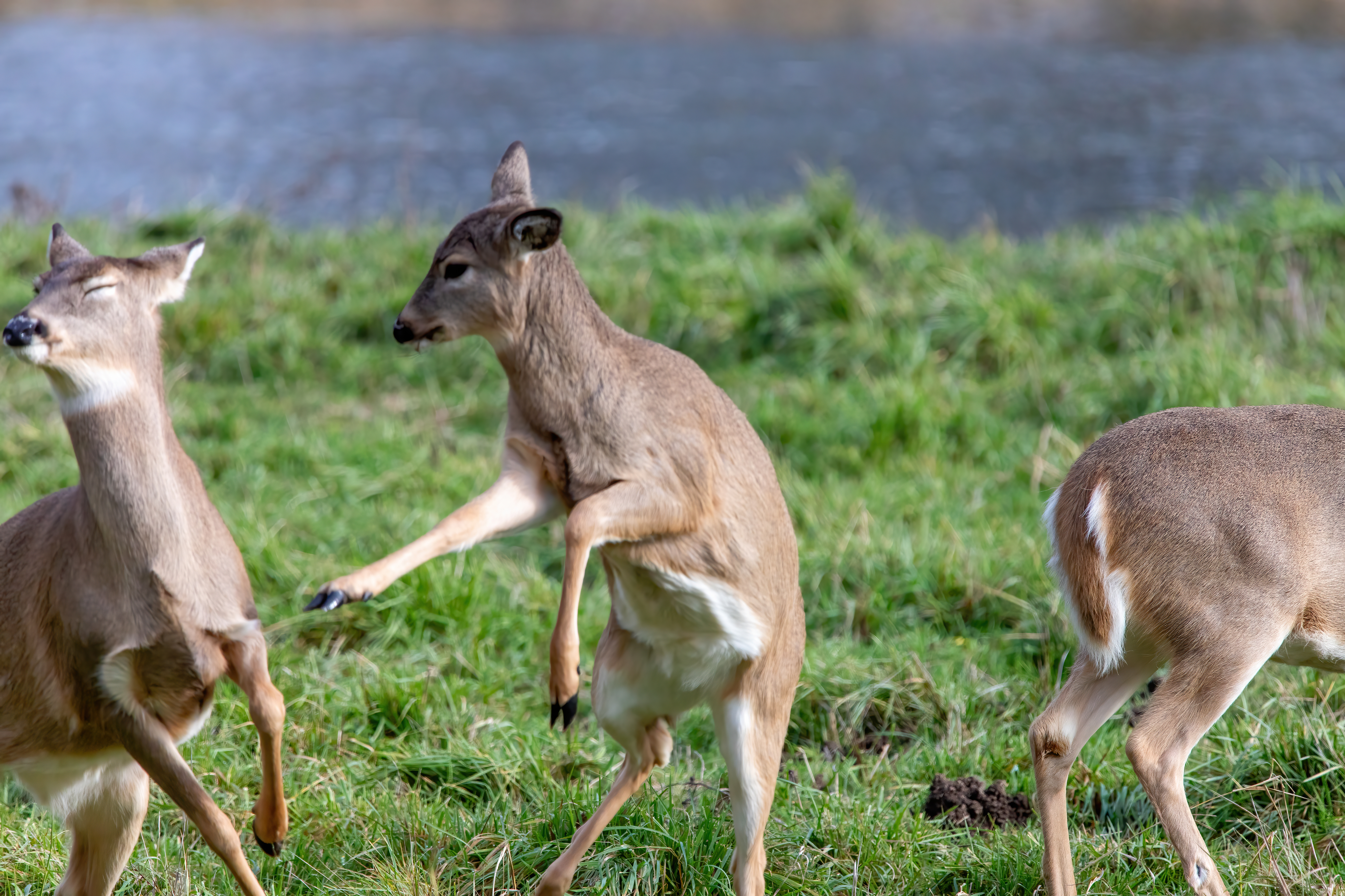 whitetail deer (24)