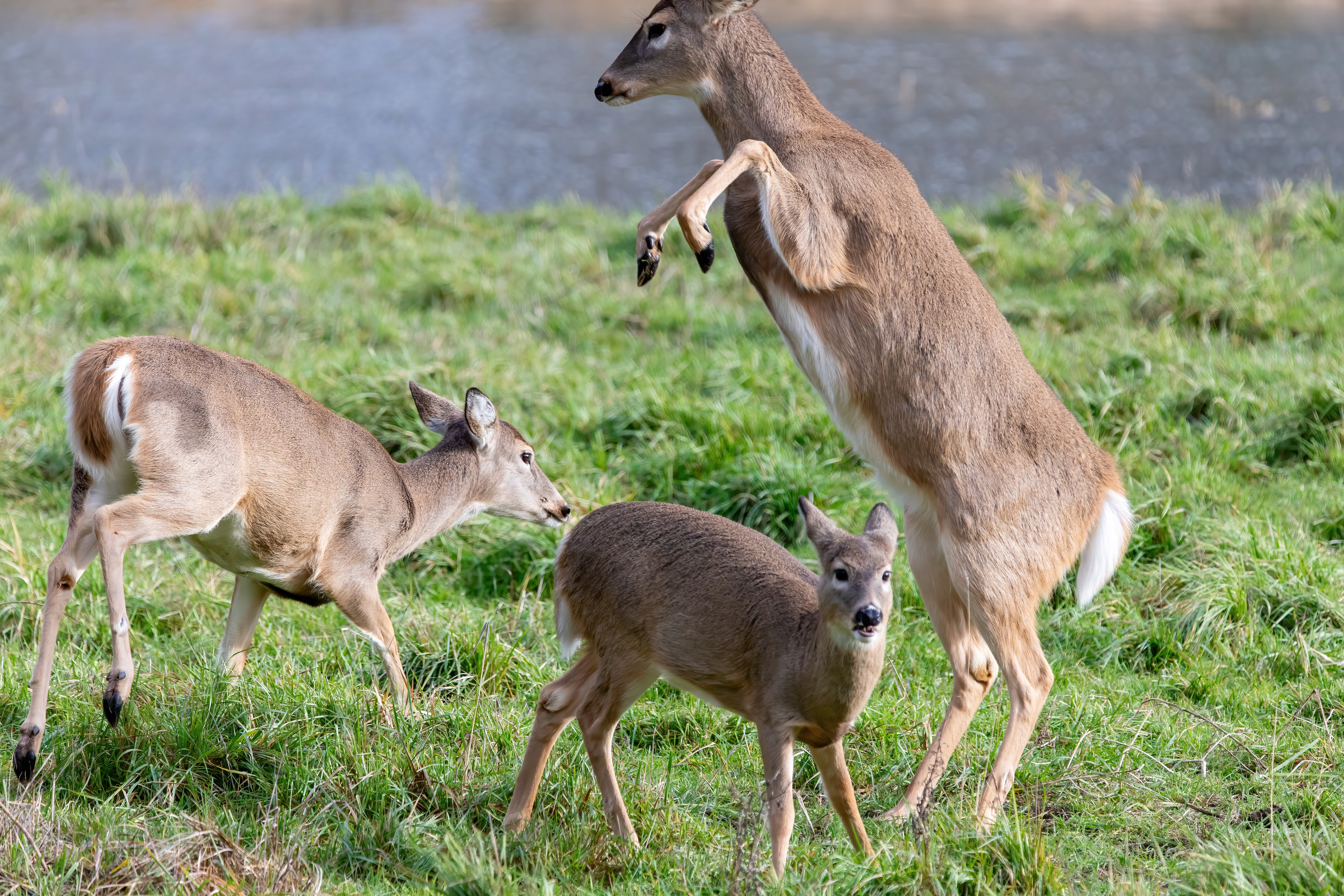 whitetail deer (25)