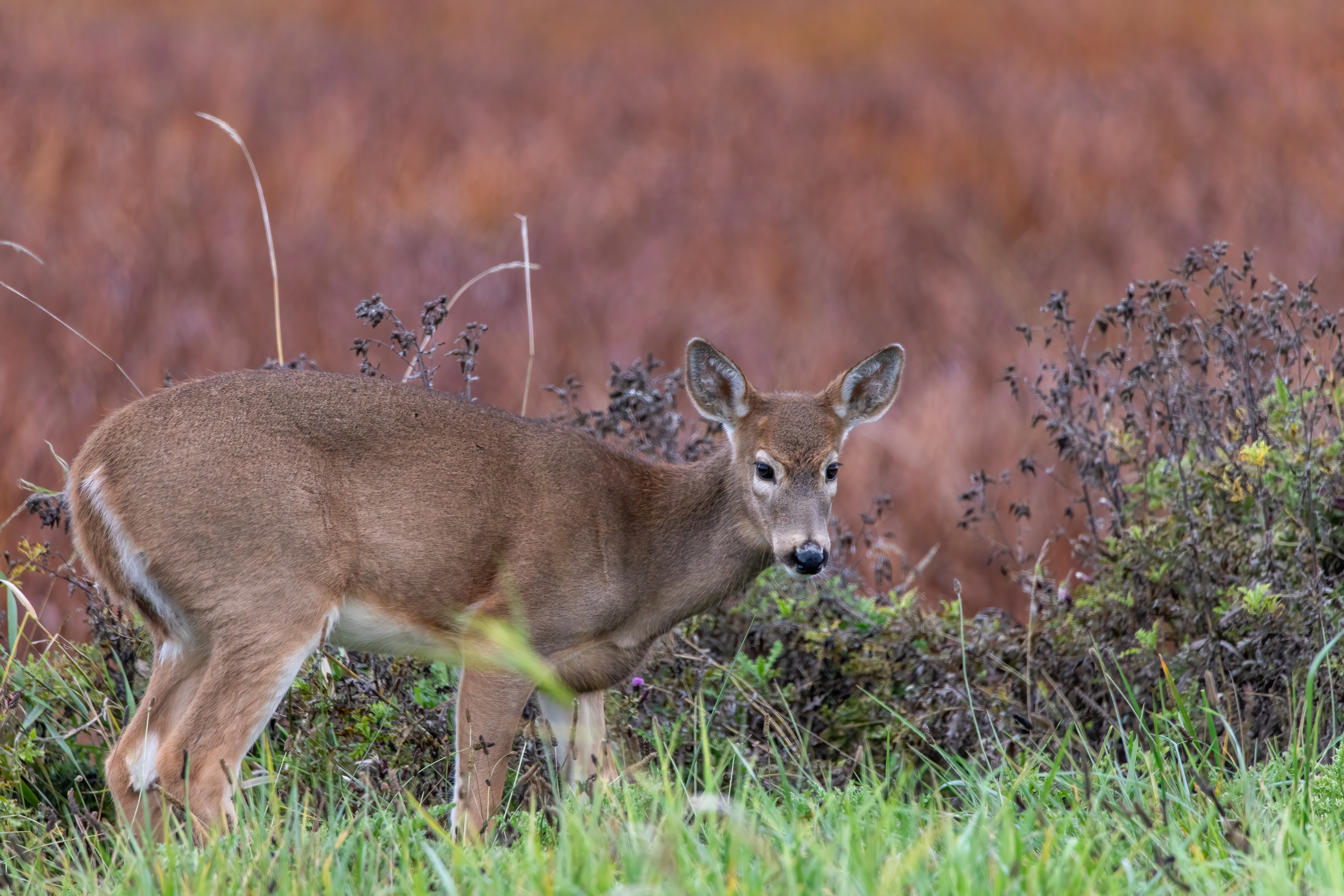 whitetail deer (28)